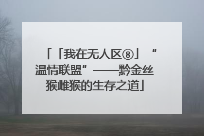 「我在无人区⑧」“温情联盟”——黔金丝猴雌猴的生存之道