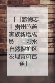 「黔物志」贵州芭蕉家族新增成员——习水自然保护区发现黄苞芭蕉