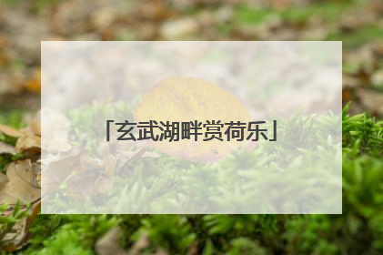 玄武湖畔赏荷乐
