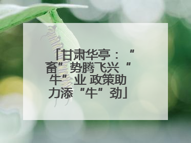 甘肃华亭：“畜”势腾飞兴“牛”业 政策助力添“牛”劲