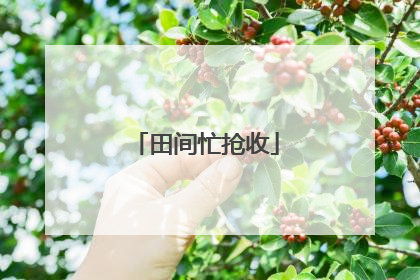 田间忙抢收
