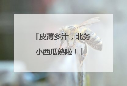 皮薄多汁，北务小西瓜熟啦！