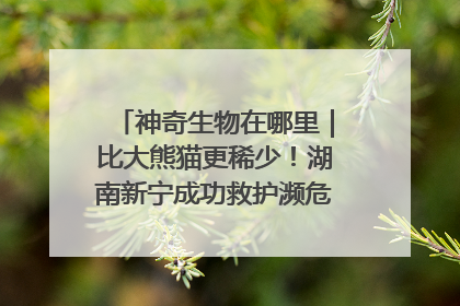 神奇生物在哪里｜比大熊猫更稀少！湖南新宁成功救护濒危鸟类海南鳽