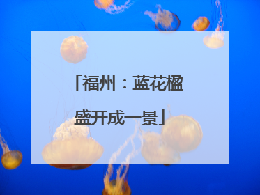 福州：蓝花楹盛开成一景