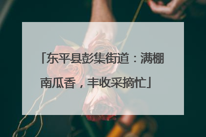东平县彭集街道：满棚南瓜香，丰收采摘忙