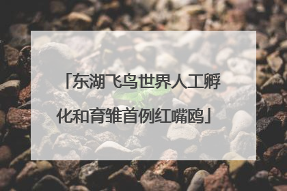 东湖飞鸟世界人工孵化和育雏首例红嘴鸥