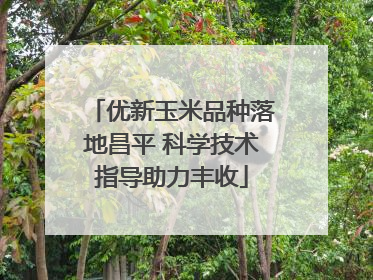 优新玉米品种落地昌平 科学技术指导助力丰收