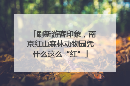 刷新游客印象，南京红山森林动物园凭什么这么“红”
