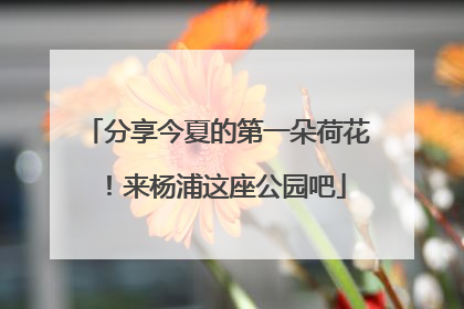 分享今夏的第一朵荷花！来杨浦这座公园吧