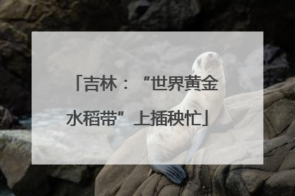 吉林：“世界黄金水稻带”上插秧忙