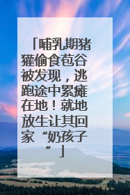 哺乳期猪獾偷食苞谷被发现，逃跑途中累瘫在地！就地放生让其回家“奶孩子”