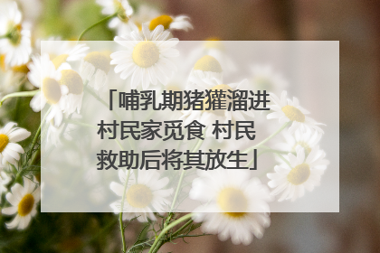 哺乳期猪獾溜进村民家觅食 村民救助后将其放生