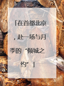 在首都北京，赴一场与月季的“倾城之约”