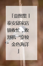 壹图集丨泰安邱家店镇收忙，收割机“穿梭”金色海洋