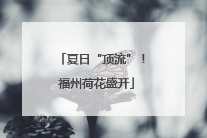 夏日“顶流”！福州荷花盛开