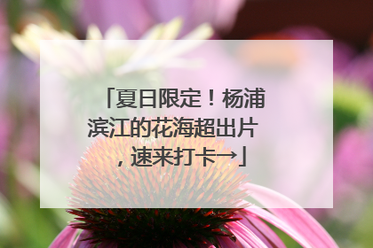夏日限定！杨浦滨江的花海超出片，速来打卡→