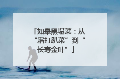 如皋黑塌菜：从“霜打趴菜”到“长寿金叶”