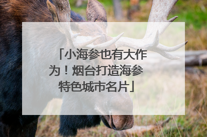 小海参也有大作为！烟台打造海参特色城市名片
