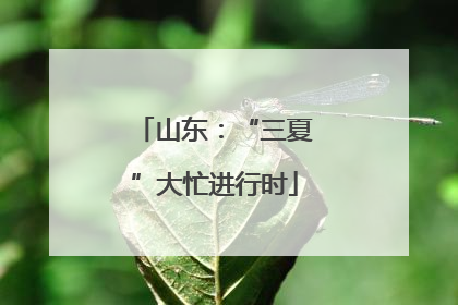 山东：“三夏”大忙进行时