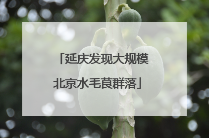 延庆发现大规模北京水毛茛群落