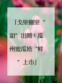 戈壁棚里“甜”出圈！瓜州蜜瓜抢“鲜”上市