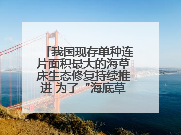 我国现存单种连片面积最大的海草床生态修复持续推进 为了“海底草原”更繁茂