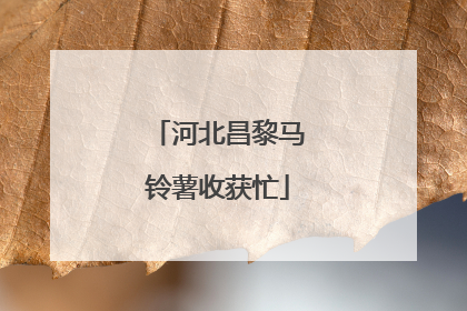 河北昌黎马铃薯收获忙