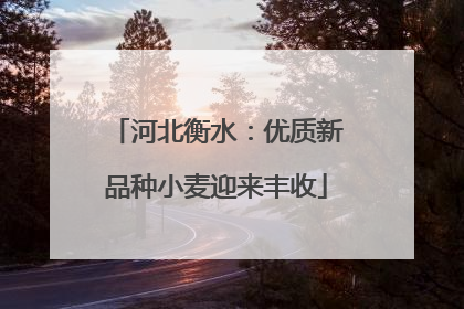河北衡水：优质新品种小麦迎来丰收