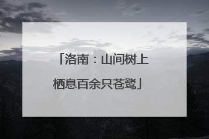 洛南：山间树上栖息百余只苍鹭