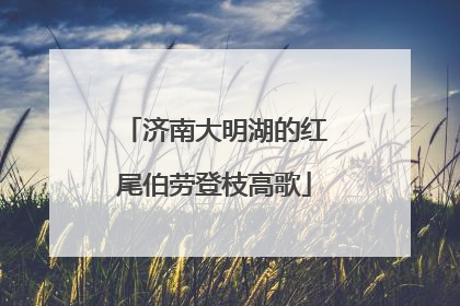 济南大明湖的红尾伯劳登枝高歌