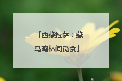 西藏拉萨：藏马鸡林间觅食