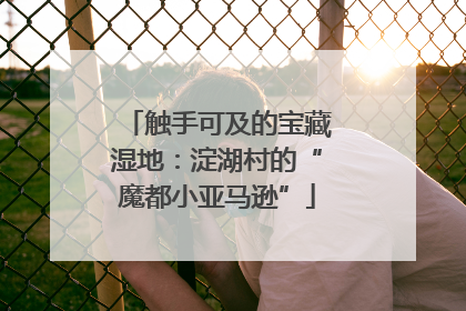 触手可及的宝藏湿地：淀湖村的“魔都小亚马逊”