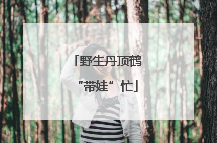 野生丹顶鹤“带娃”忙