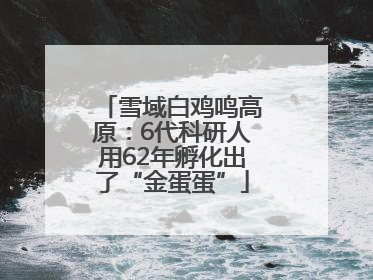 雪域白鸡鸣高原：6代科研人用62年孵化出了“金蛋蛋”