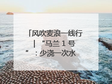 风吹麦浪一线行｜“马兰 1 号”：少浇一次水 多产一成粮