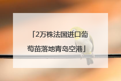 2万株法国进口葡萄苗落地青岛空港