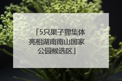 5只果子狸集体亮相湖南南山国家公园候选区